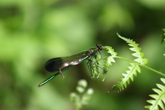 Calopteryx aequabilis