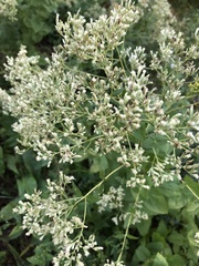Eupatorium