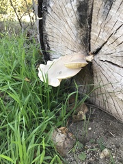 Pleurotus dryinus