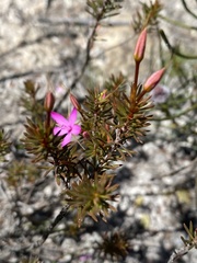 Calytrix tetragona