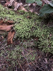 Plagiothecium undulatum