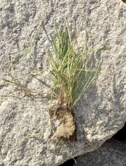 Diplachne fusca