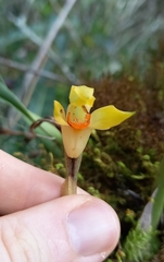Maxillaria