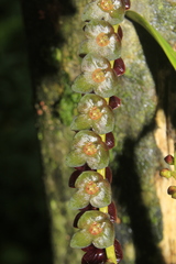 Stelis