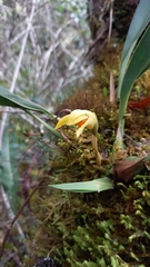 Maxillaria