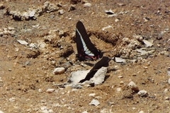 Protographium asius