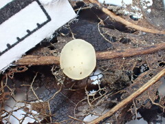 Hymenoscyphus immutabilis