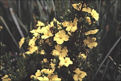 Hibbertia riparia