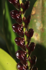 Stelis