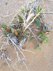 Atraphaxis frutescens