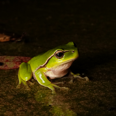 Ranoidea phyllochroa