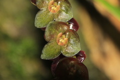 Stelis