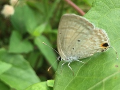 Catochrysops strabo strabo