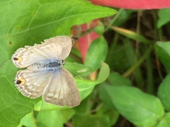 Catochrysops strabo strabo
