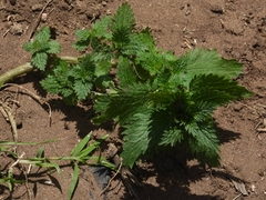 Urtica urens