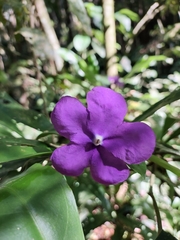 Brunfelsia