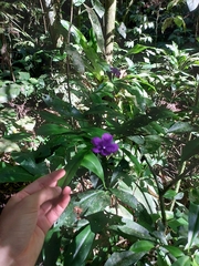 Brunfelsia