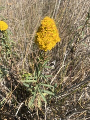 Solidago spathulata