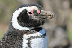 Spheniscus magellanicus