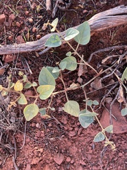 Mirabilis