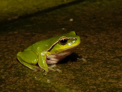 Ranoidea phyllochroa