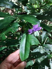 Brunfelsia