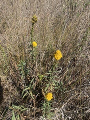 Solidago spathulata