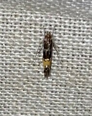 Cosmopterix pulchrimella