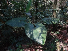 Xanthosoma