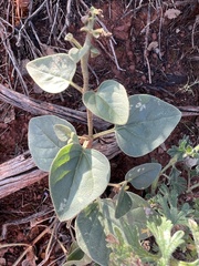 Mirabilis