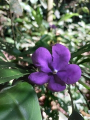 Brunfelsia