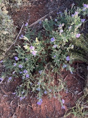 Glandularia gooddingii