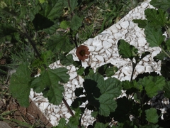 Sphaeralcea bonariensis