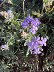 Glandularia gooddingii