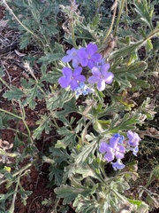 Glandularia gooddingii