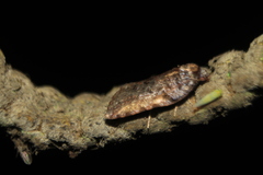 Acleris