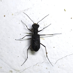 Cicindelinae