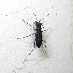 Cicindelinae