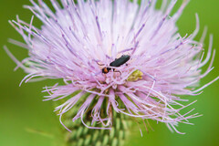 Epicauta atrata