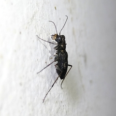 Cicindelinae