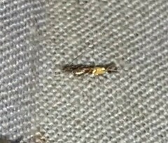 Cosmopterix pulchrimella
