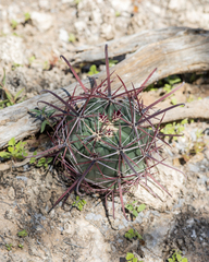 Ferocactus
