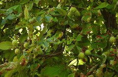 Aesculus hippocastanum