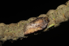 Acleris
