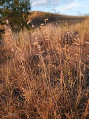 Bouteloua hirsuta