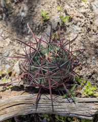 Ferocactus