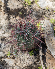 Ferocactus