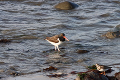 Haematopus palliatus