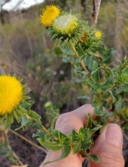 Grindelia nuda