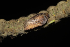Acleris